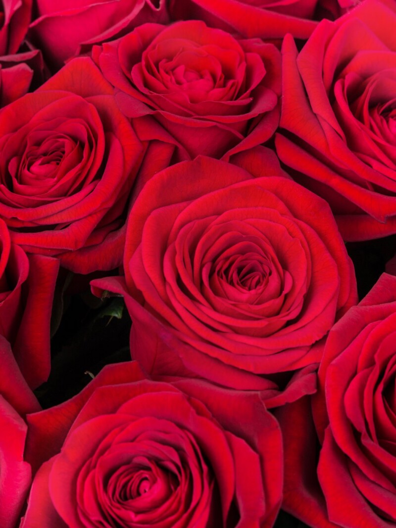 Розы  “Ред Наоми”